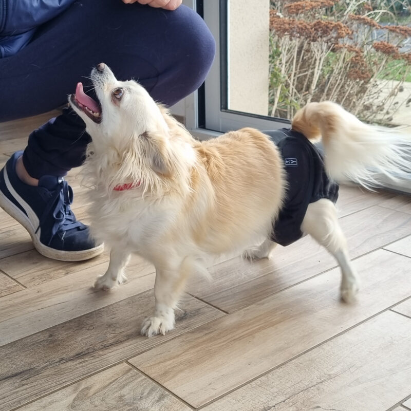 12 couches absorbantes lavables pour chien ou chat (5,82€/unité) – Image 3