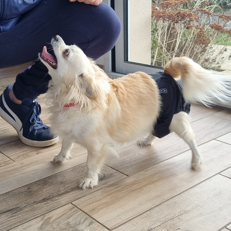 Bandeau anti-pipi pour chien mâle lavable