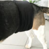 Couche lavable chien : 1 ceinture absorbante lavable pour mâle (fuite urinaire animaux) – Image 9