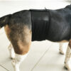 Couche lavable chien : 1 ceinture absorbante lavable pour mâle (fuite urinaire animaux) – Image 6
