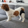12 couches absorbantes lavables pour chien ou chat (5,82€/unité) – Image 4